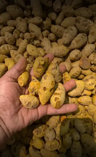 Turmeric Bulb